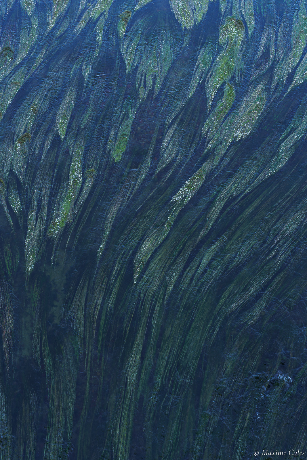 Filaments d'algue #2, Garonne