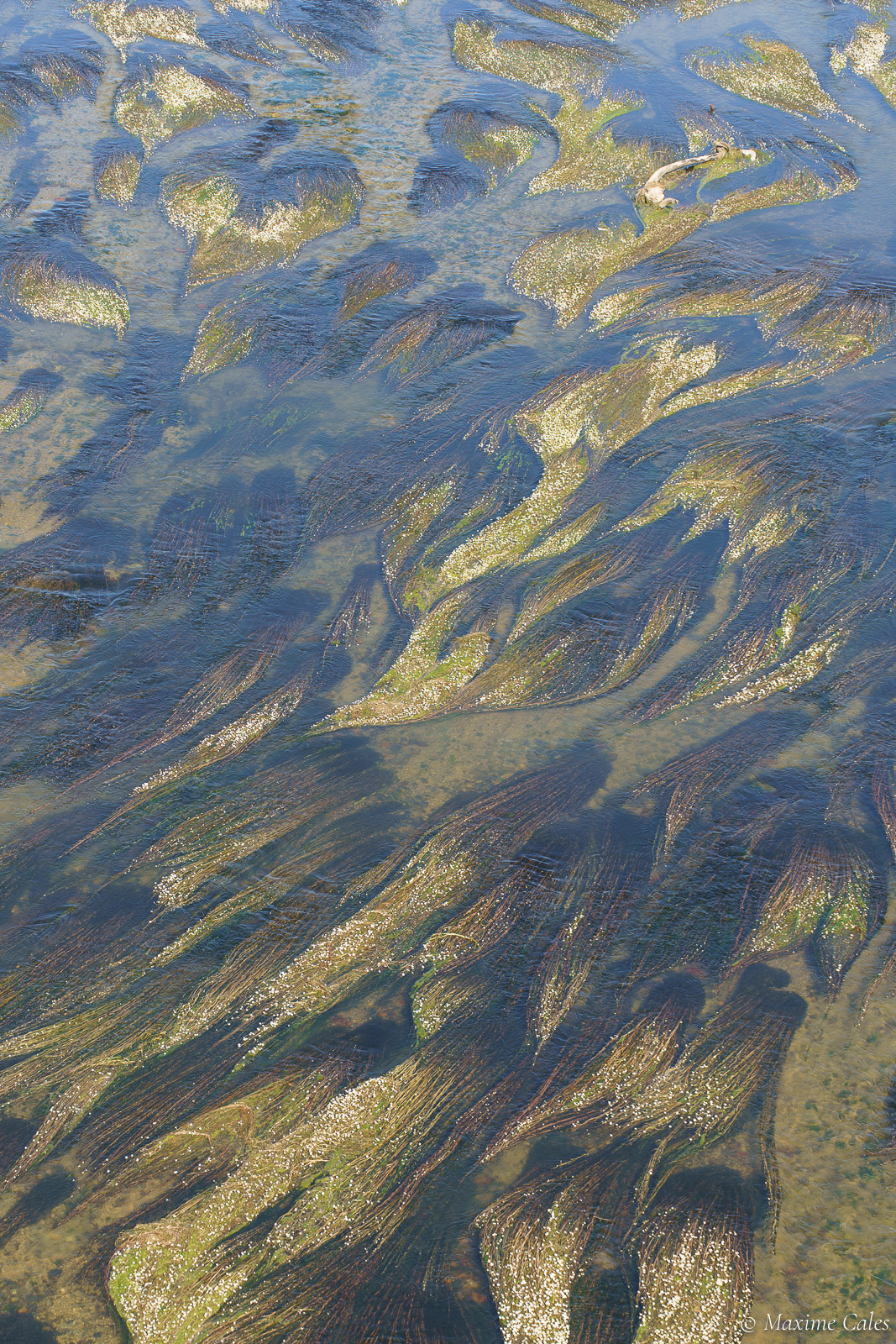 Filaments d'algue #3, Garonne