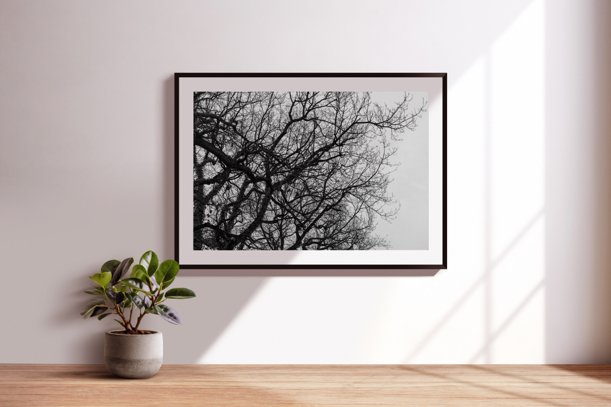 Coron-arbre-ographie - Vue 1