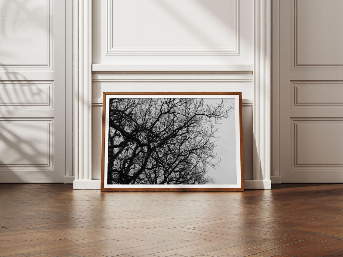 Coron-arbre-ographie - Vue 3
