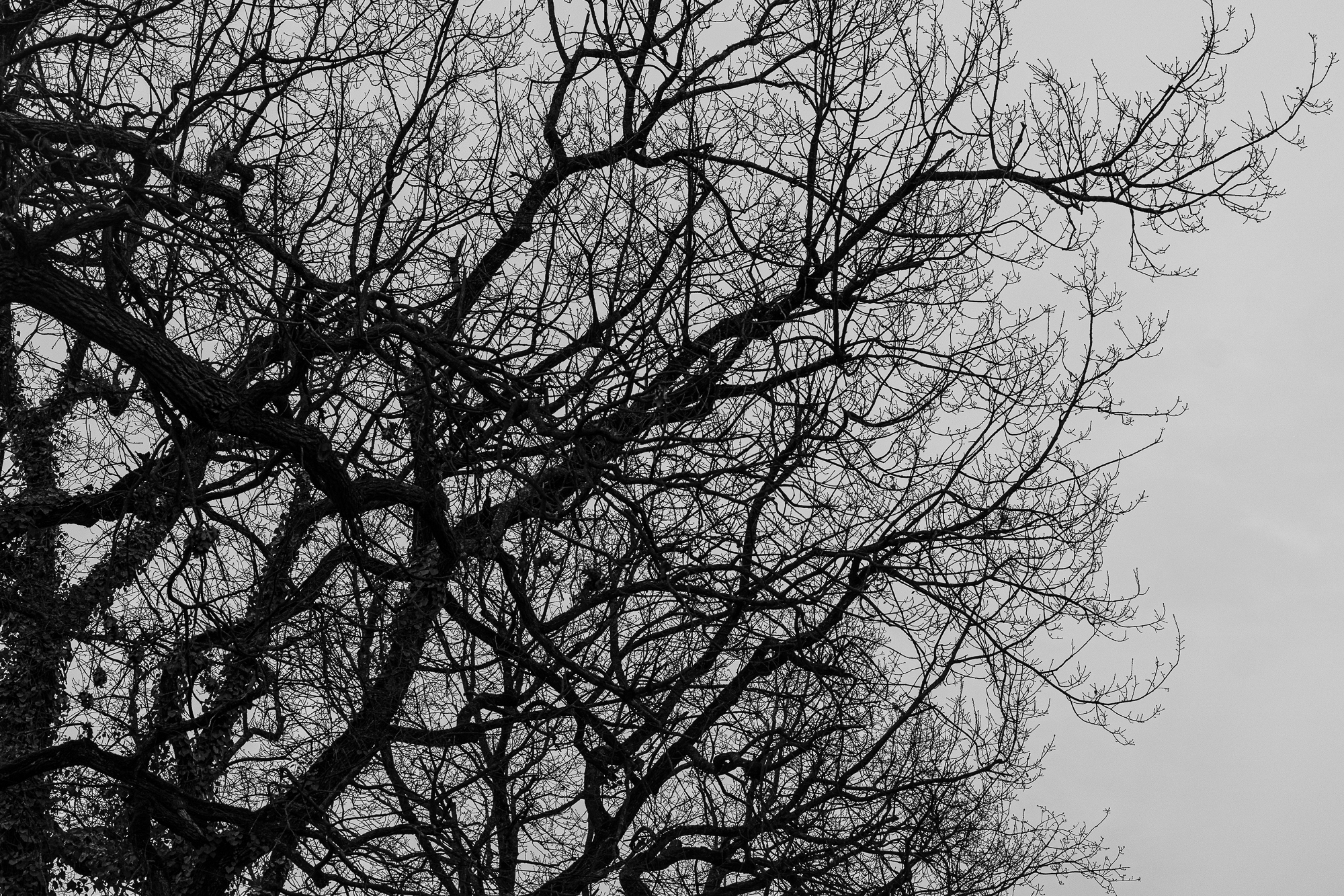 Coron-arbre-ographie